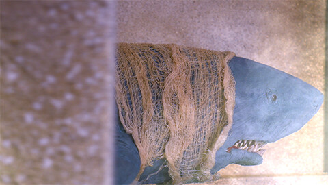 サメナプトラ（字幕）